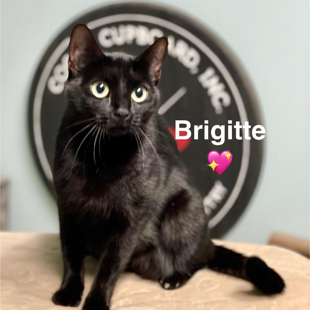 Brigitte, Adoptable, Adult Female Domestic Short Hair.