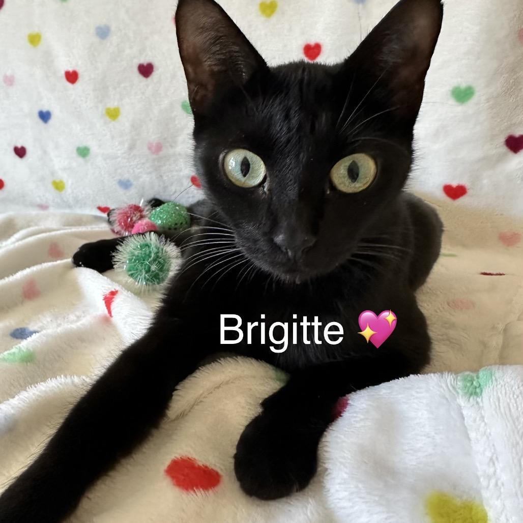 Enlarge Brigitte, a Adoptable Domestic Short Hair in Peachtree City, GA image 2/6