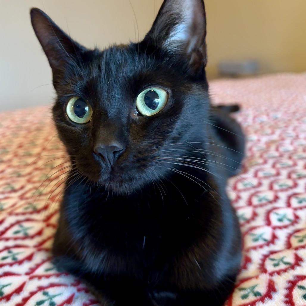 Enlarge Brigitte, a Adoptable Domestic Short Hair in Peachtree City, GA image 3/6
