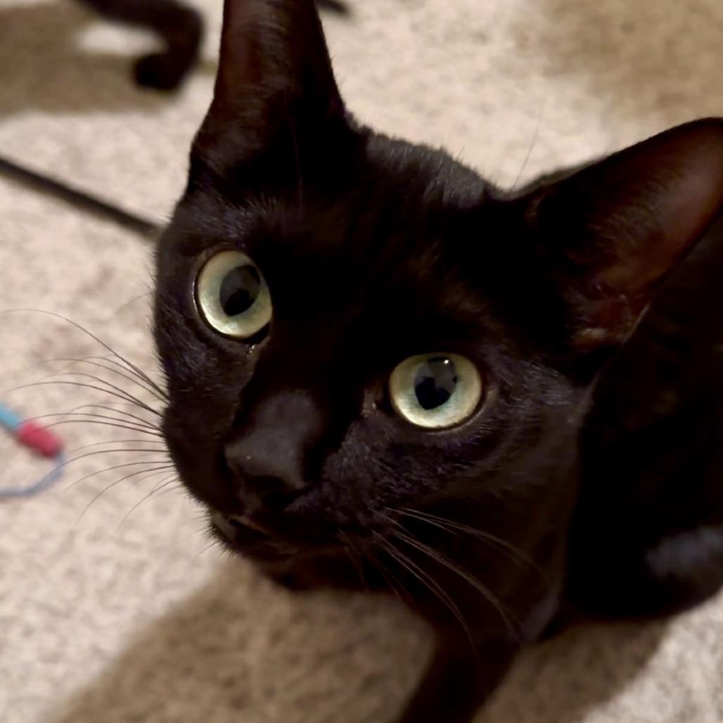 Enlarge Brigitte, a Adoptable Domestic Short Hair in Peachtree City, GA image 4/6