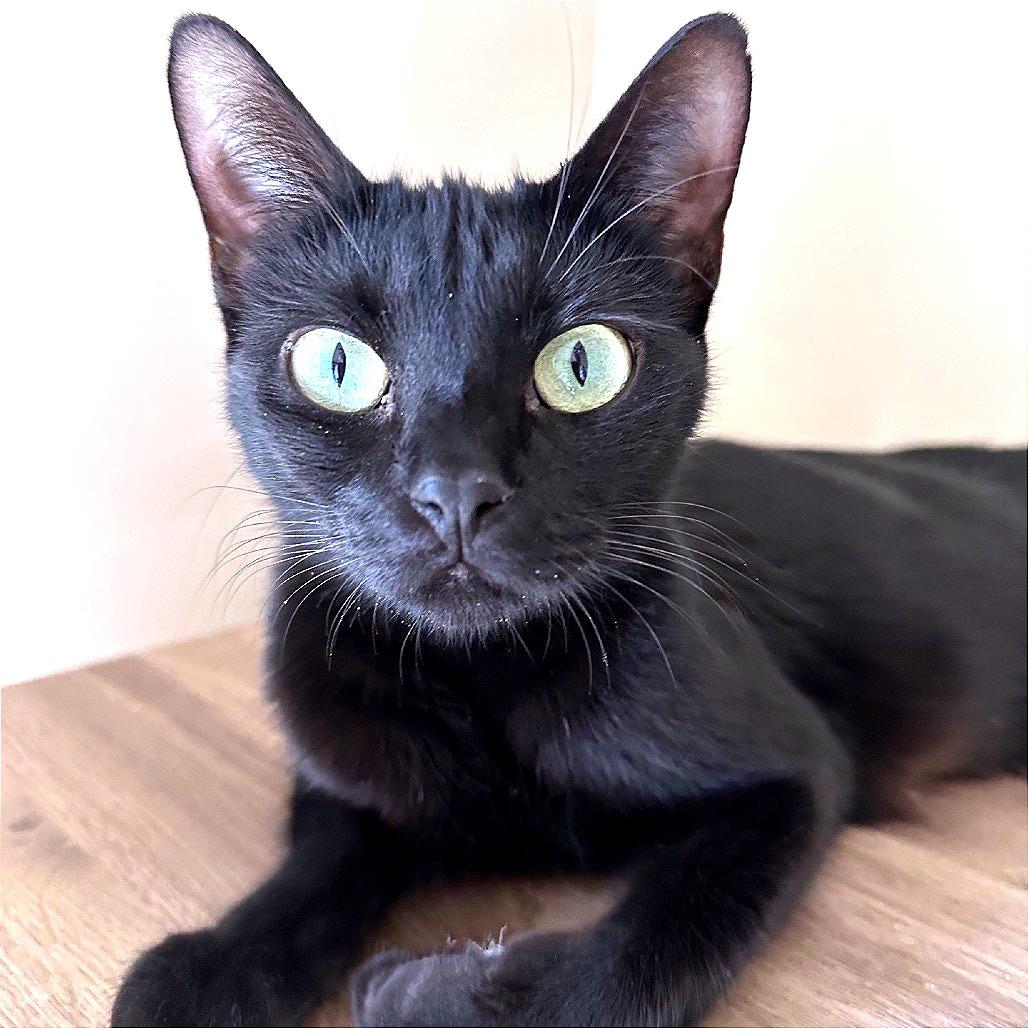 Enlarge Brigitte, a Adoptable Domestic Short Hair in Peachtree City, GA image 5/6