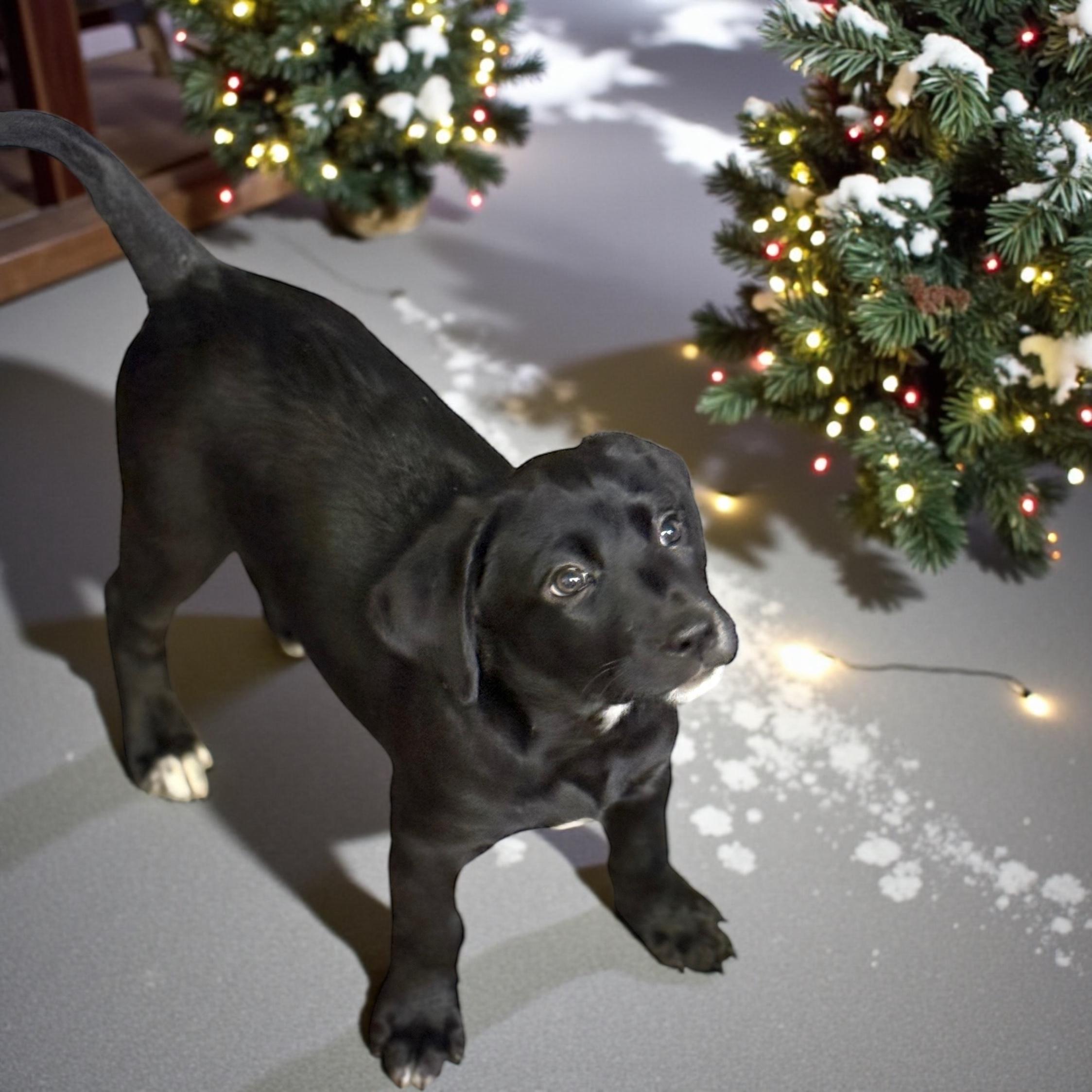 Mila, a Adoptable Labrador Retriever in Hatfield, PA image 2/4