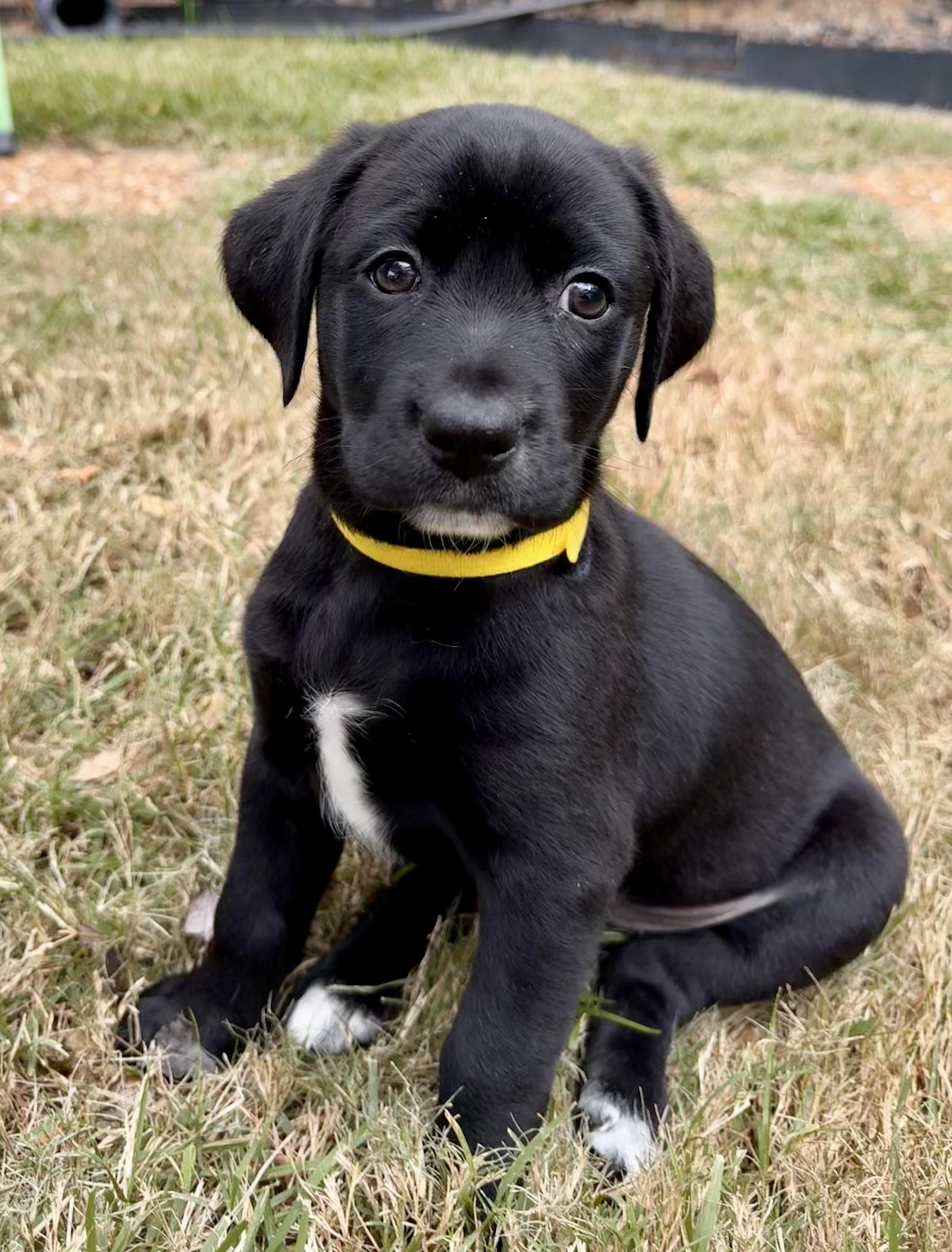 Mila, a Adoptable Labrador Retriever in Hatfield, PA image 3/4