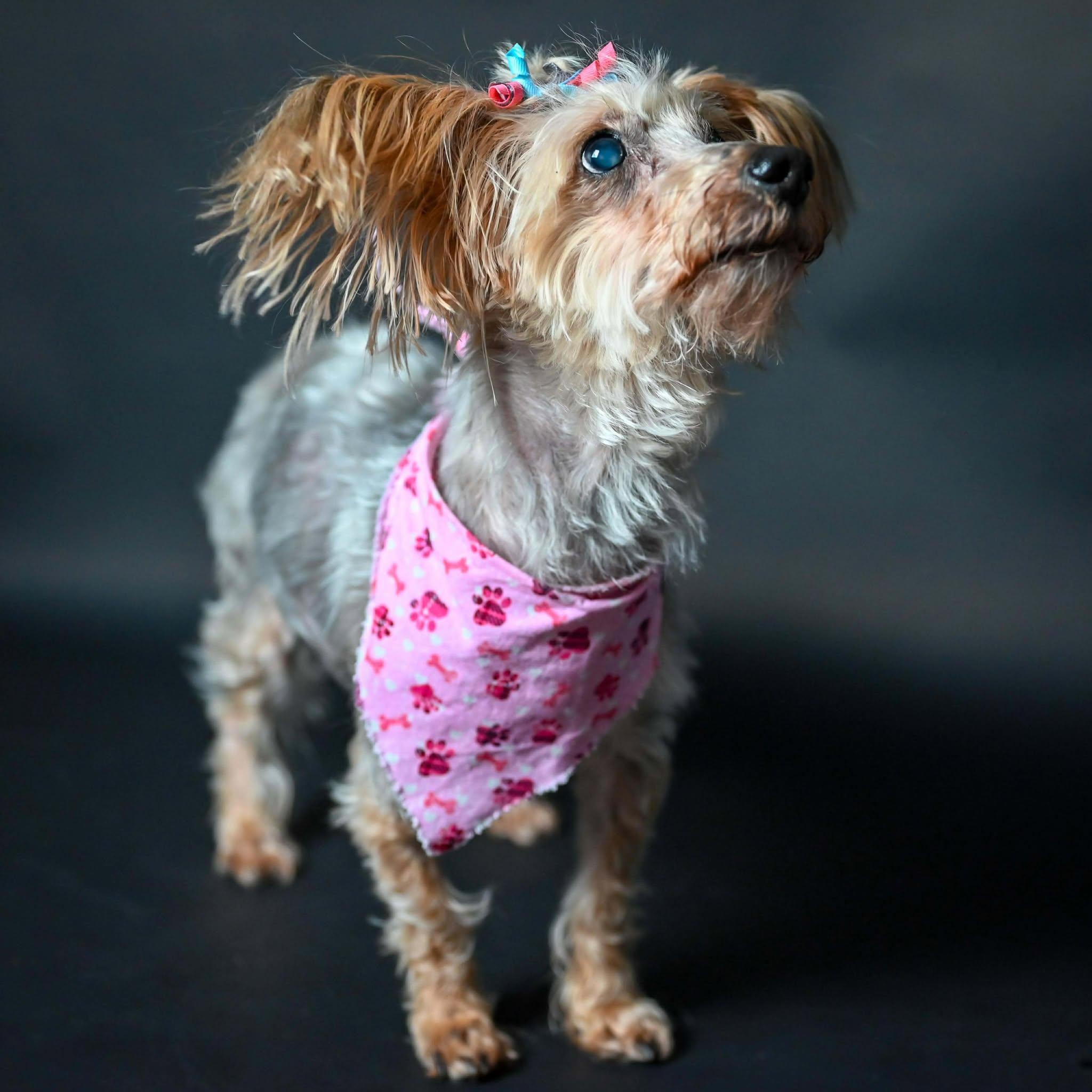 Enlarge Macie, a ADOPTABLE Yorkshire Terrier in Whitewater, WI image 6/6
