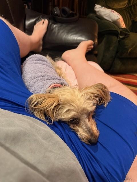 Enlarge Macie, a ADOPTABLE Yorkshire Terrier in Whitewater, WI image 3/6