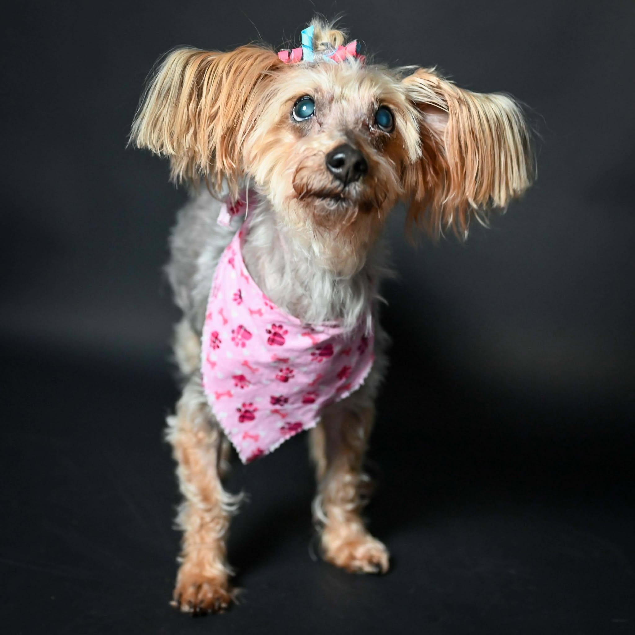Enlarge Macie, a ADOPTABLE Yorkshire Terrier in Whitewater, WI image 1/6
