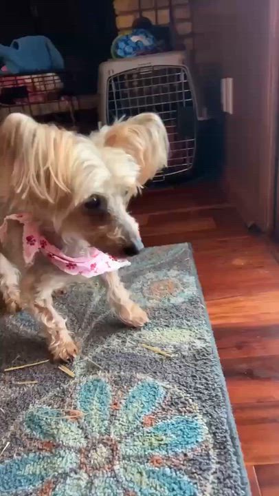 Enlarge Macie, a ADOPTABLE Yorkshire Terrier in Whitewater, WI video 5/6