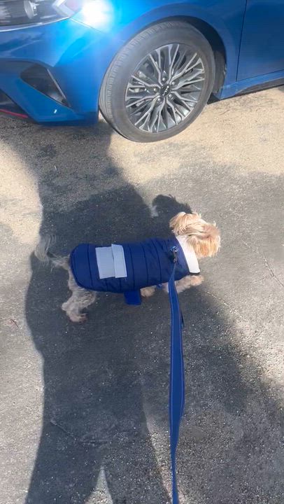 Enlarge Macie, a ADOPTABLE Yorkshire Terrier in Whitewater, WI video 4/6