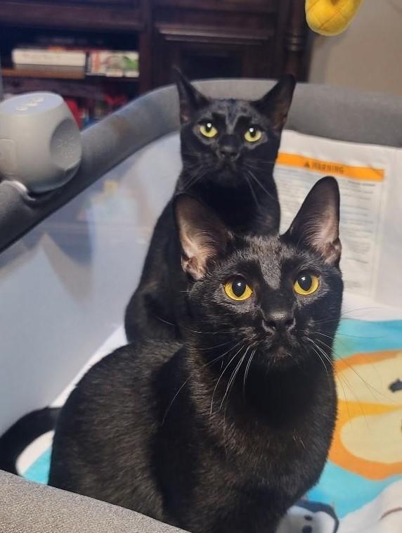 Petrie, a Adoptable Domestic Short Hair in Terrell, TX image 2/4