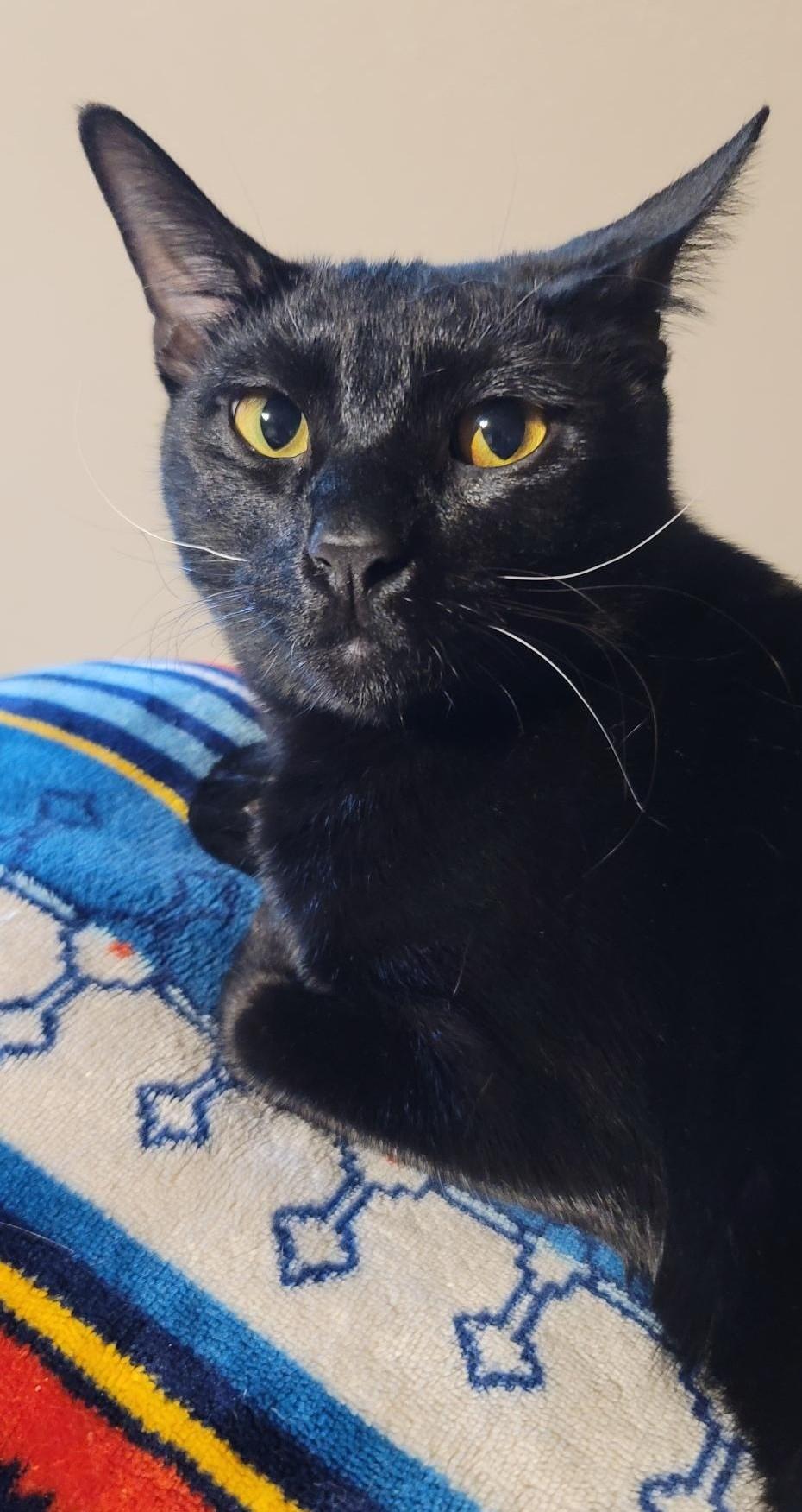 Petrie, a Adoptable Domestic Short Hair in Terrell, TX image 3/4
