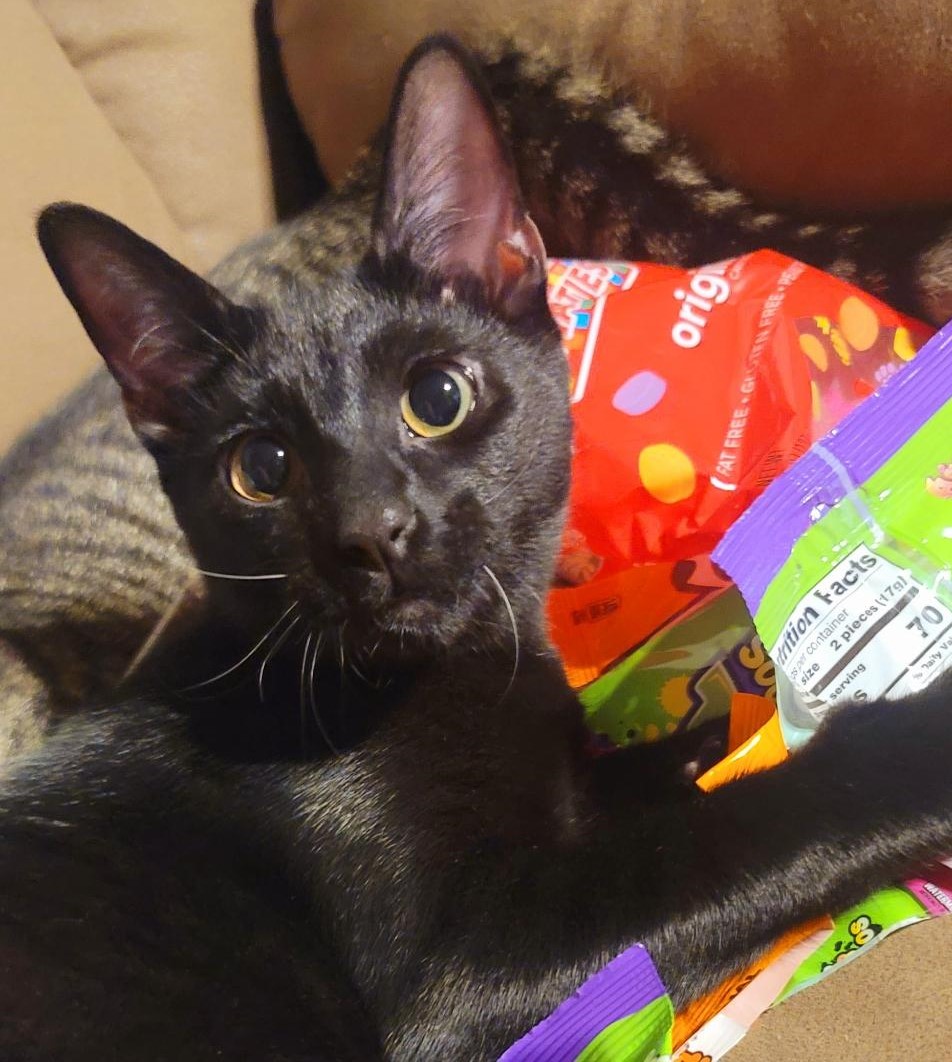 Petrie, a Adoptable Domestic Short Hair in Terrell, TX image 4/4