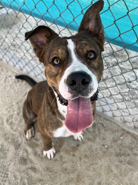 TATER, Adoptable, Young Male Pit Bull Terrier & Mixed Breed.