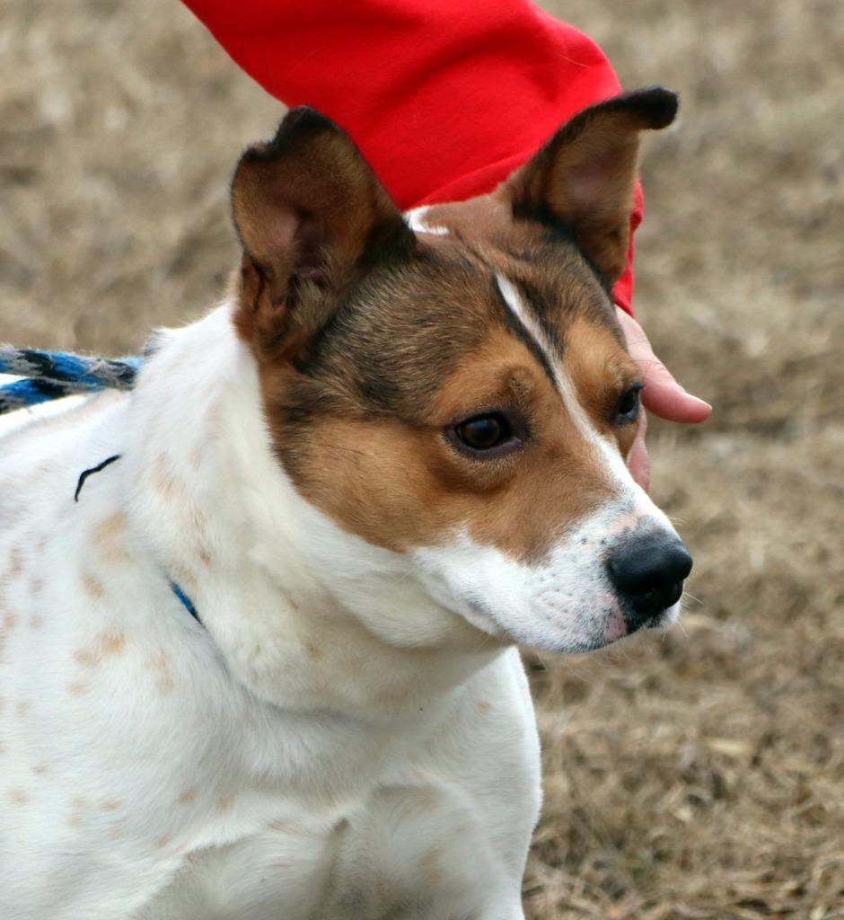 Enlarge Ernie, a Adoptable Mixed Breed in Jonesboro, AR image 1/4