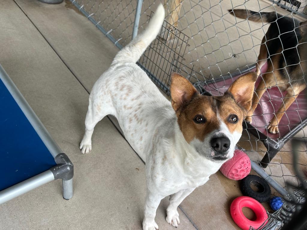 Enlarge Ernie, a Adoptable Mixed Breed in Jonesboro, AR image 2/5