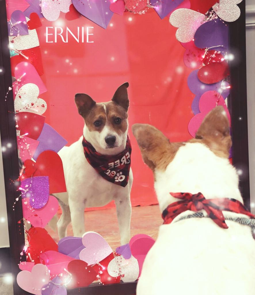 Enlarge Ernie, a Adoptable Mixed Breed in Jonesboro, AR image 2/4