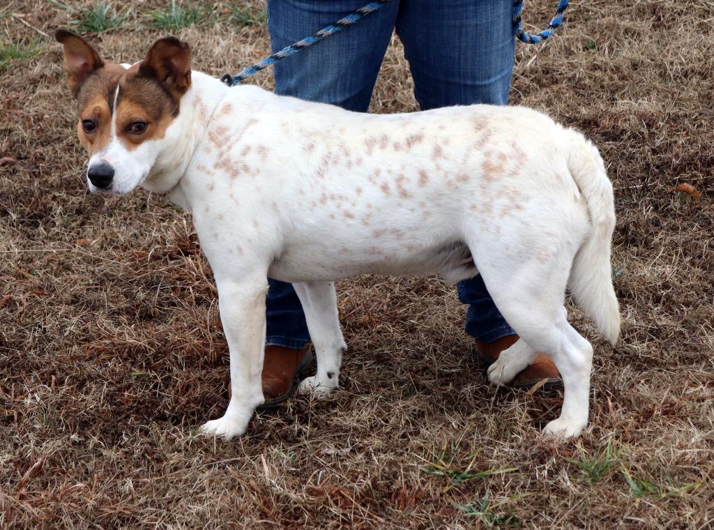 Enlarge Ernie, a Adoptable Mixed Breed in Jonesboro, AR image 4/4