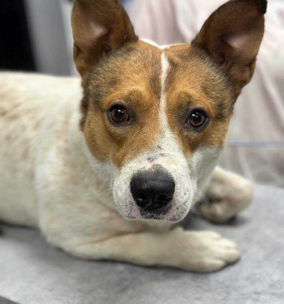 Ernie, Adoptable, Adult Male Mixed Breed.