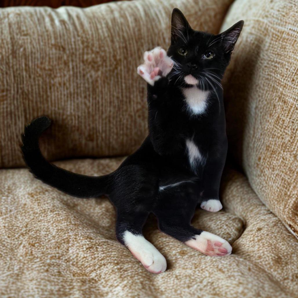 Enlarge Boots, a Adoptable mixed breed in Tylertown, MS image 1/2
