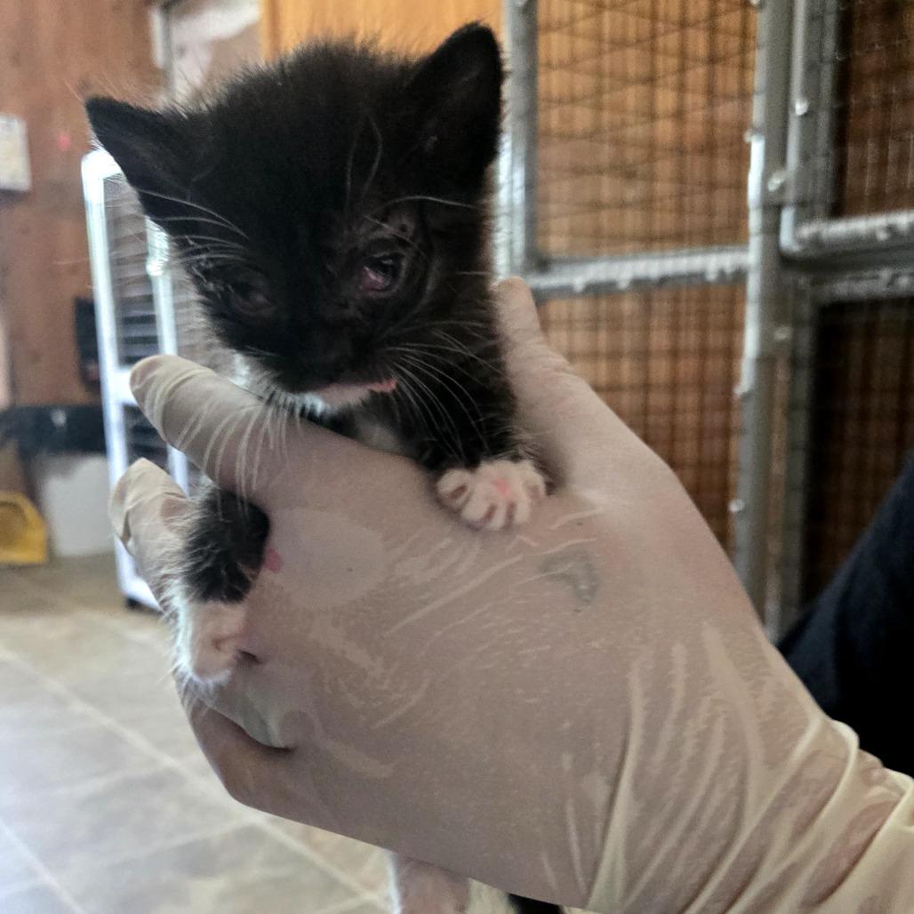 Enlarge Boots, a Adoptable mixed breed in Tylertown, MS image 2/2