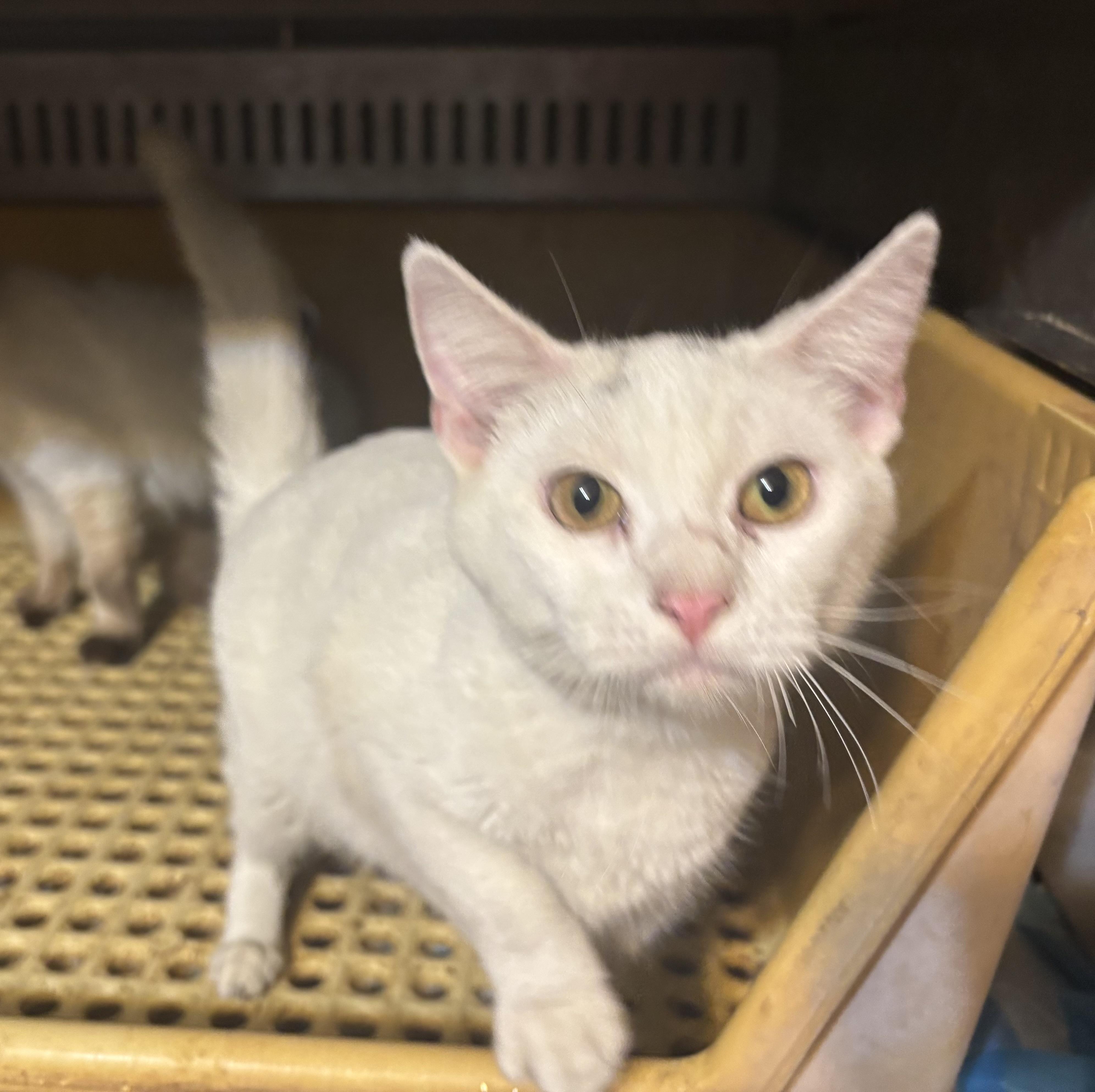 Diana, ADOPTABLE, Kitten Female Domestic Short Hair.