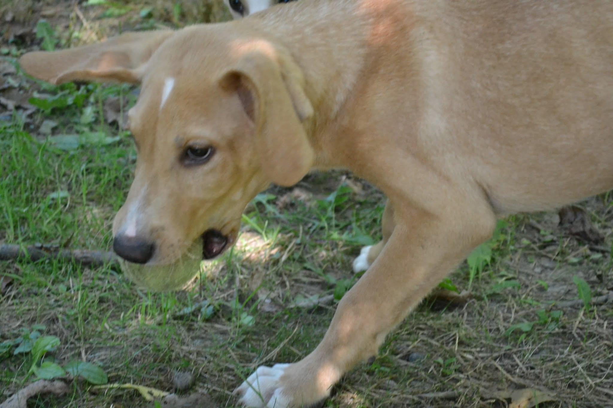 Buzz, a ADOPTABLE mixed breed in Chardon, OH image 5/5