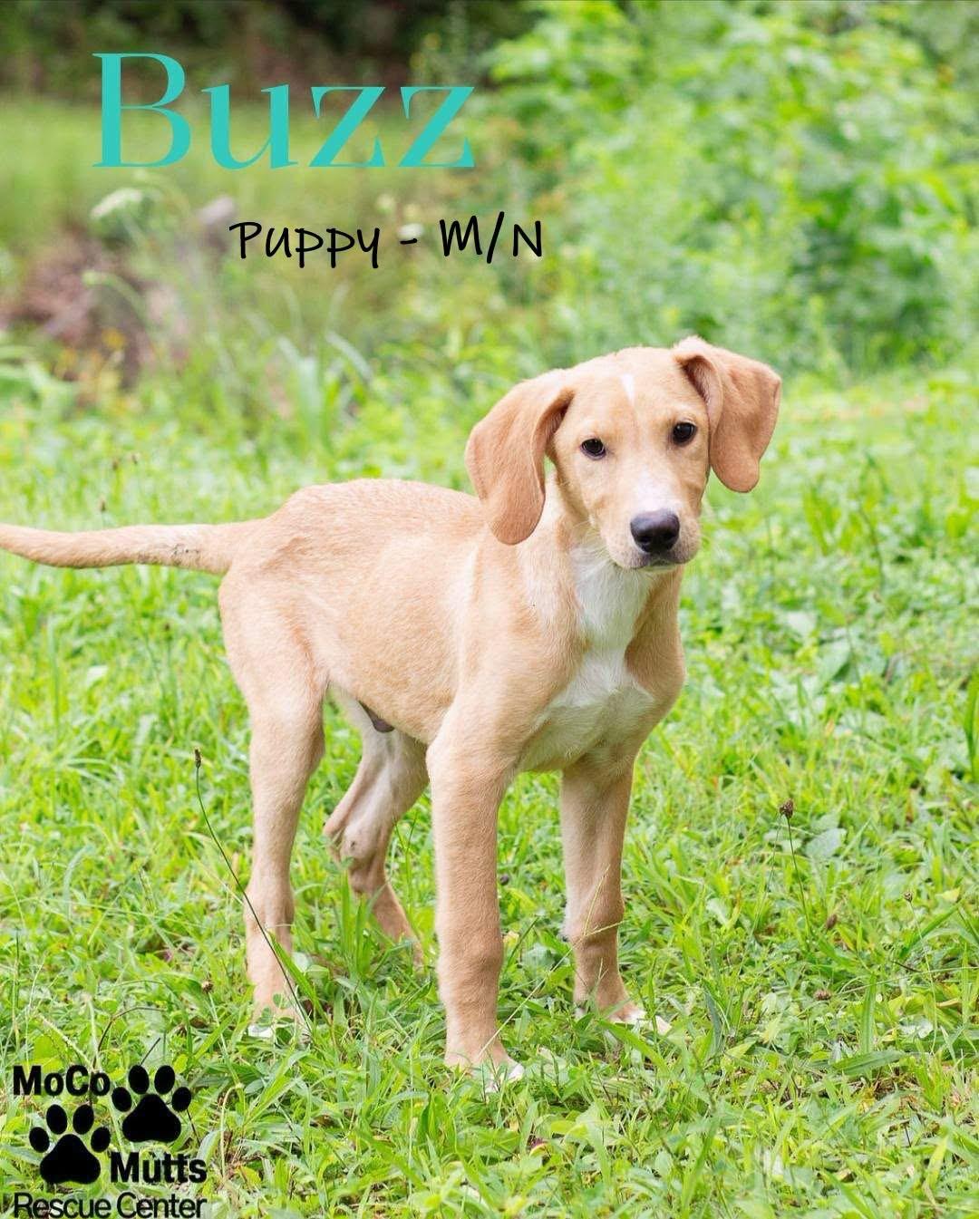 Buzz, a ADOPTABLE mixed breed in Chardon, OH image 2/5