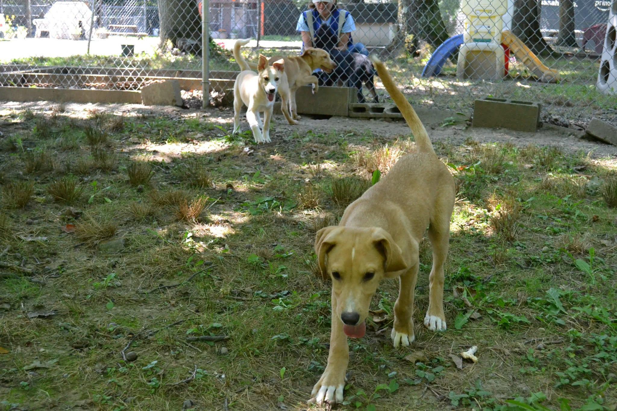 Buzz, a ADOPTABLE mixed breed in Chardon, OH image 4/5