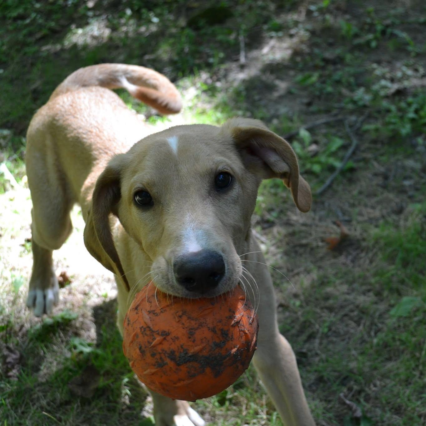 Buzz, ADOPTABLE, Puppy Male Mixed Breed.