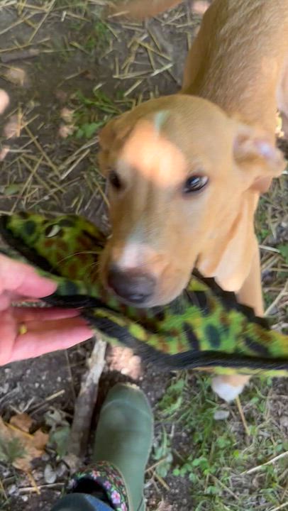 Enlarge Buzz, a ADOPTABLE mixed breed in Chardon, OH video 3/5