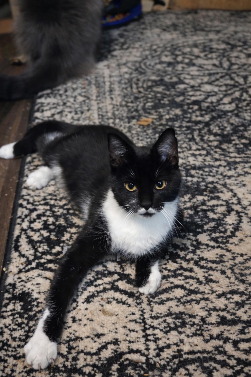 Enlarge Oreo, a ADOPTABLE Domestic Short Hair in Mabank, TX image 2/2