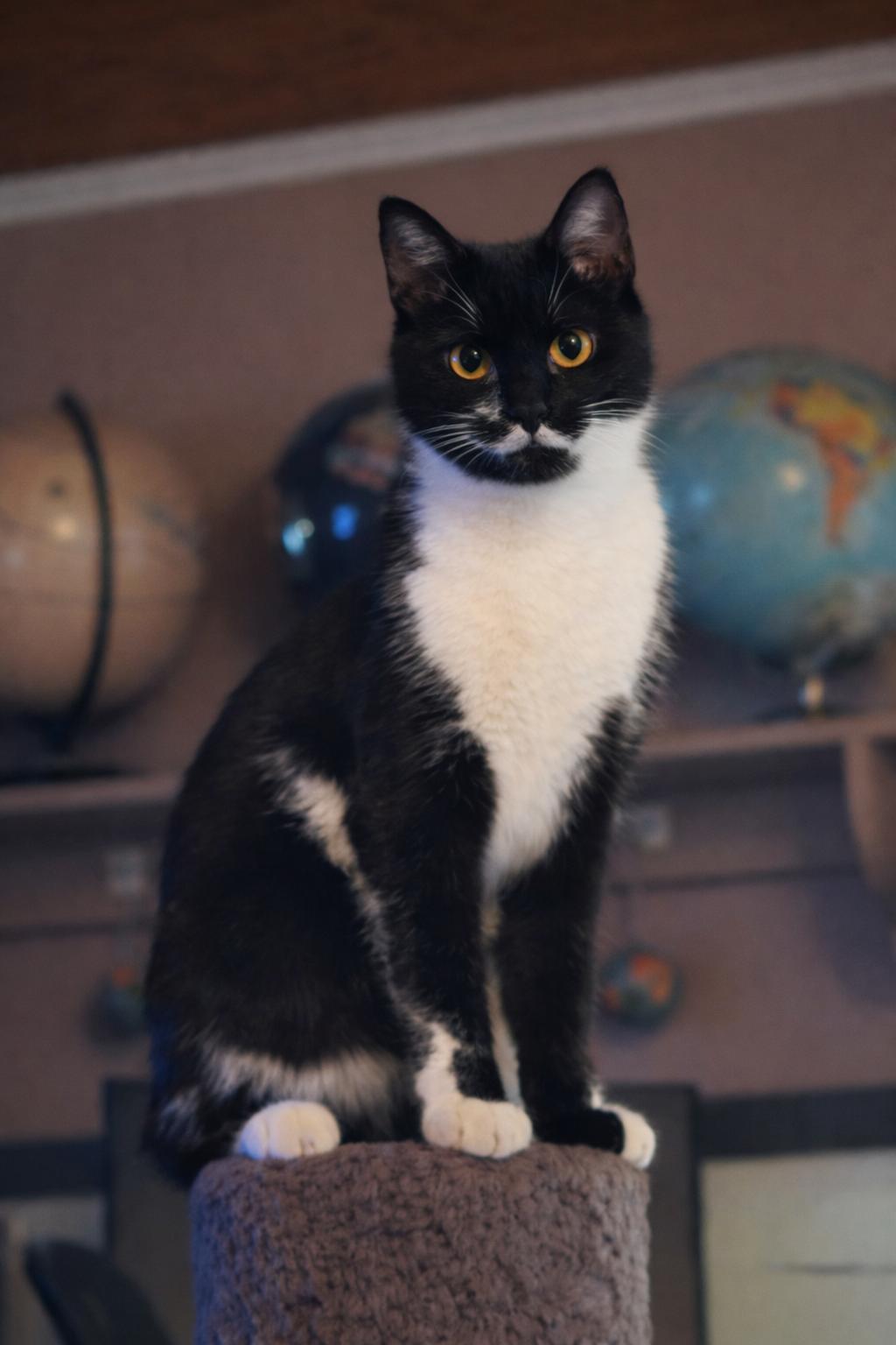 Enlarge Oreo, a ADOPTABLE Domestic Short Hair in Mabank, TX image 1/2