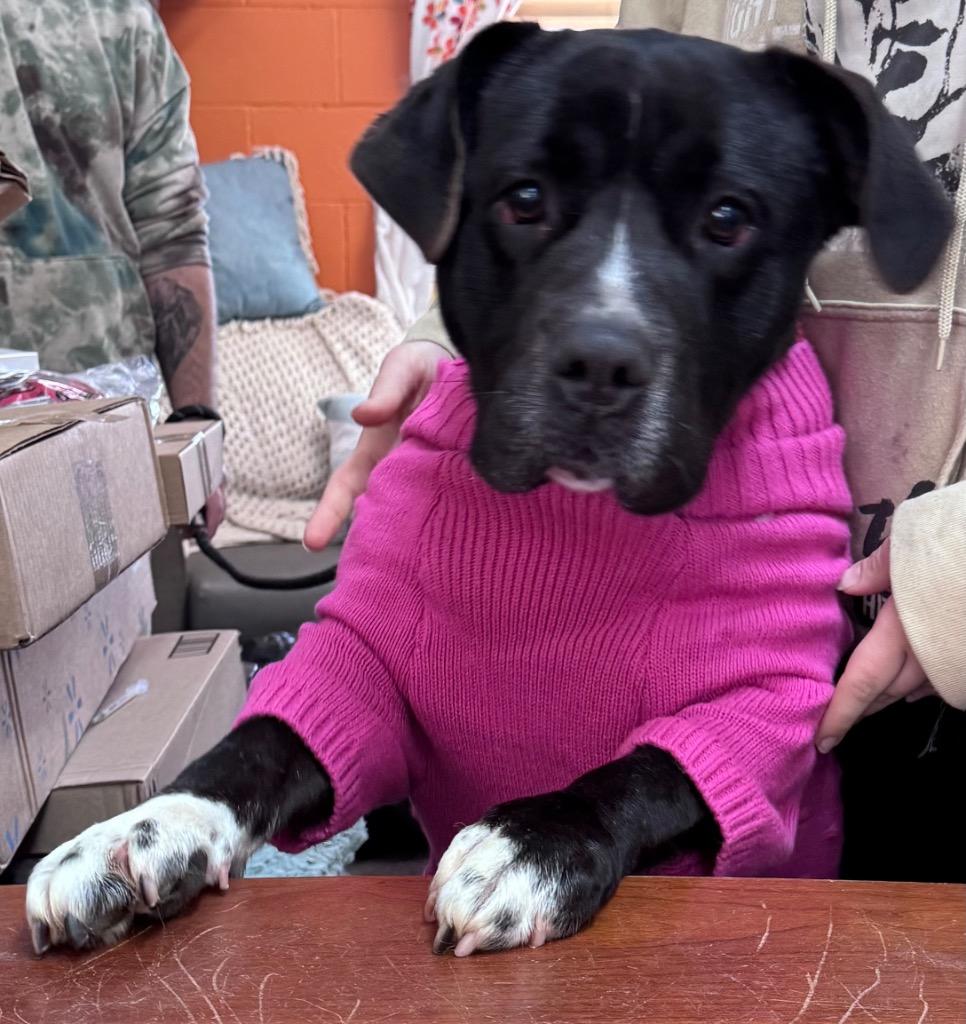 Chowder, Adoptable, Adult Female Mixed Breed.