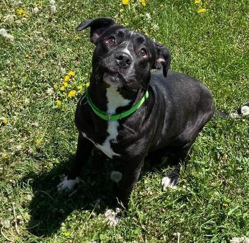 Enlarge Chowder, a Adoptable mixed breed in Crandon, WI image 1/2