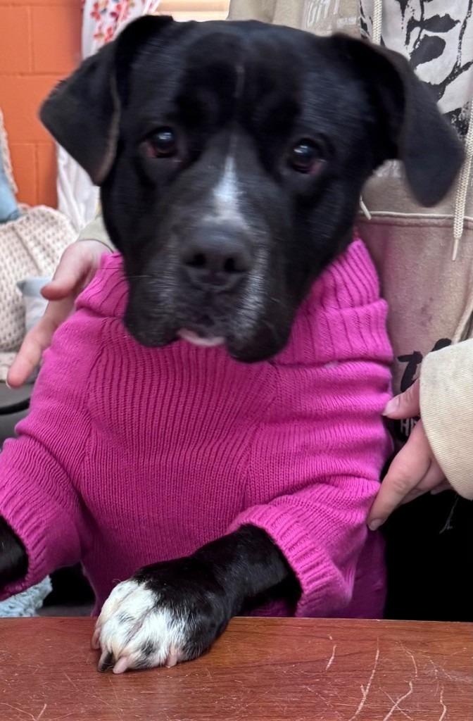 Enlarge Chowder, a Adoptable mixed breed in Crandon, WI image 2/2