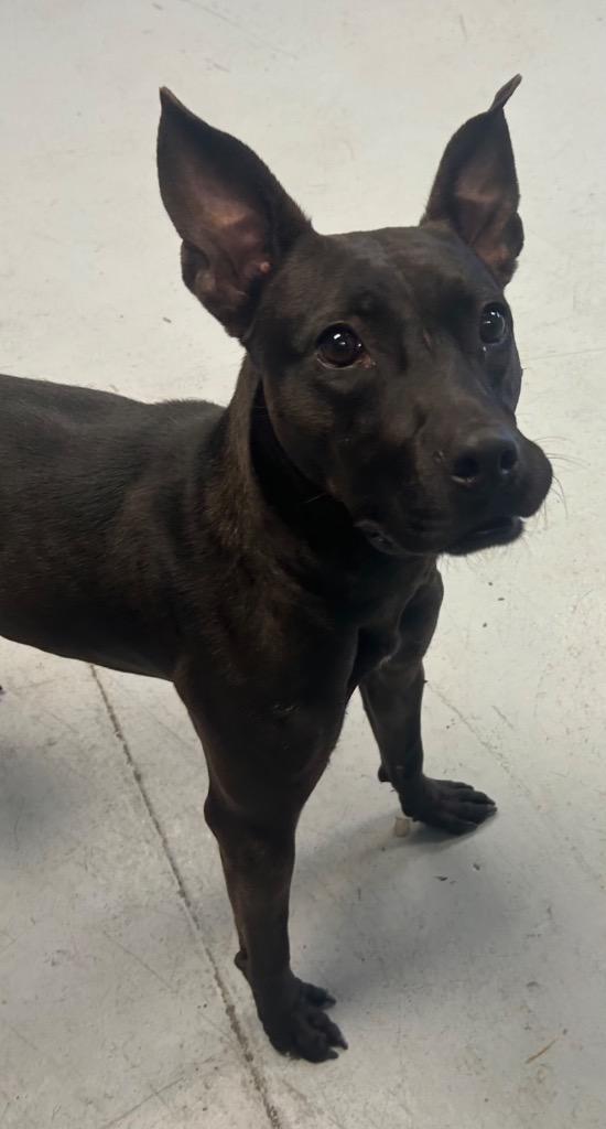 Veda, a Adoptable Boxer in Greenwood, MS image 1/3