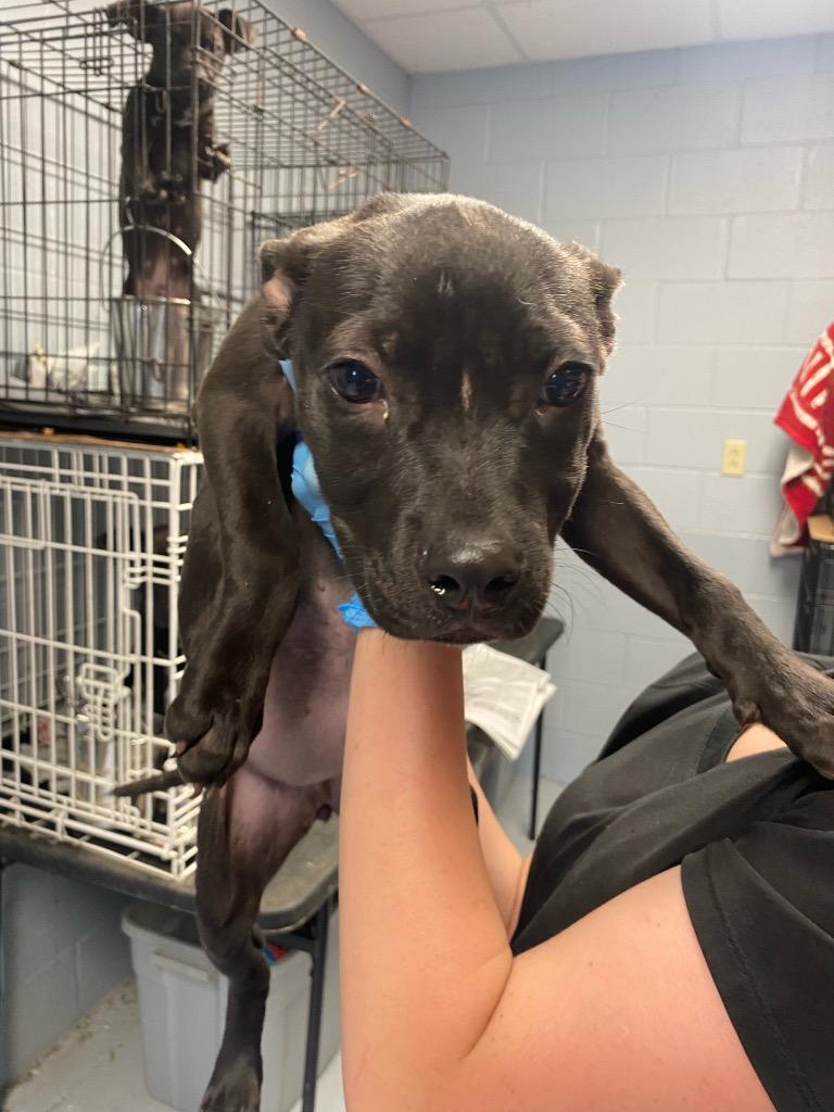 Veda, a Adoptable Boxer in Greenwood, MS image 2/3