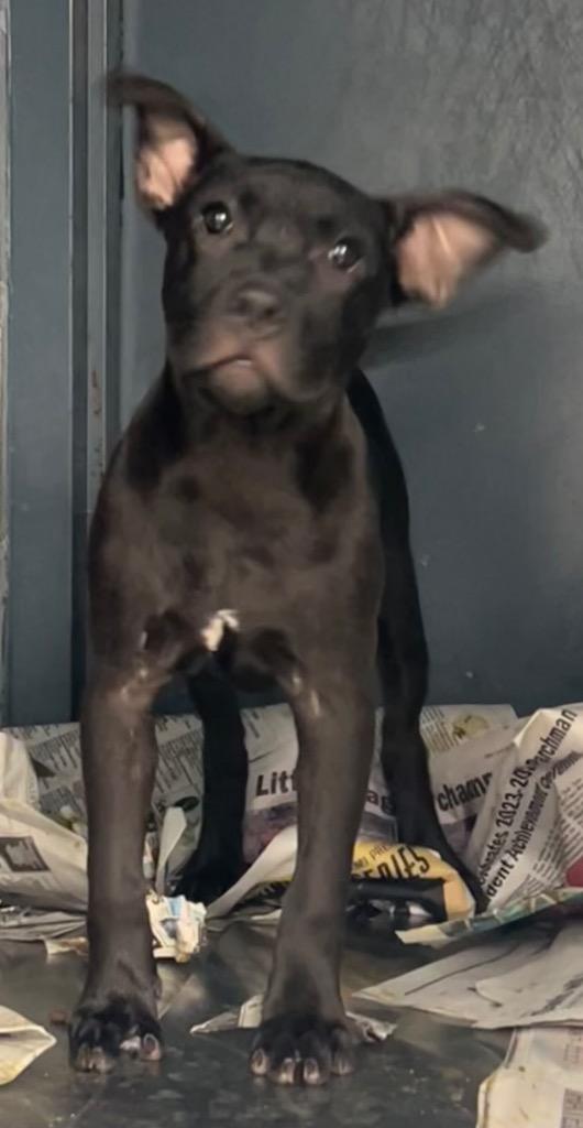 Veda, a Adoptable Boxer in Greenwood, MS image 3/3