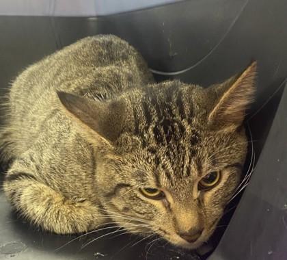 Enlarge Walnut, a Adoptable Domestic Short Hair image 1/1