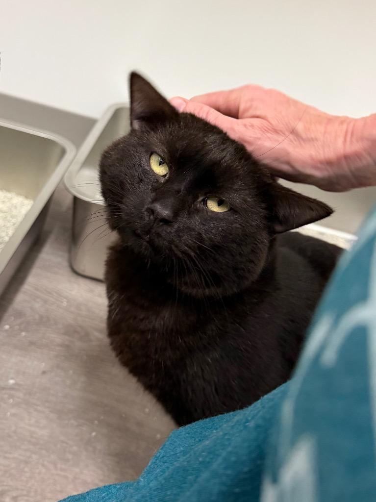 Lloyd, Adoptable, Senior Male Domestic Short Hair.