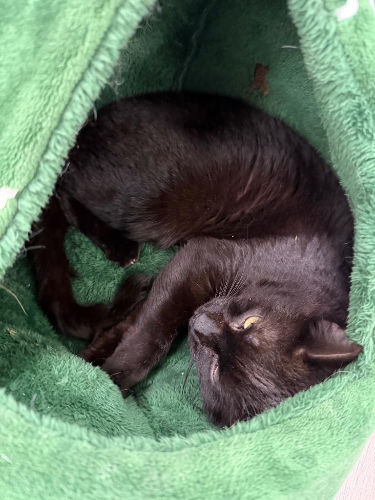 Enlarge Lloyd, a Adoptable mixed breed in Glenfield, NY image 1/3