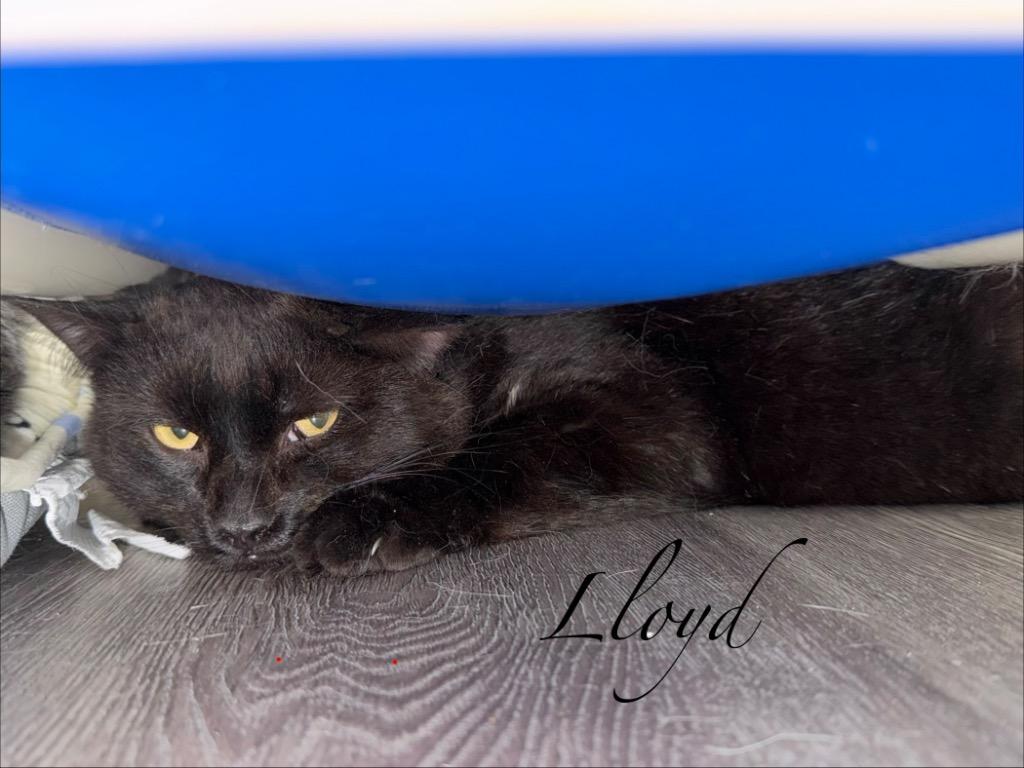 Enlarge Lloyd, a Adoptable mixed breed in Glenfield, NY image 2/3