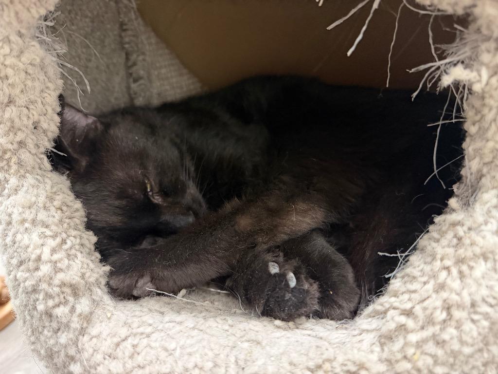 Enlarge Lloyd, a Adoptable mixed breed in Glenfield, NY image 3/3