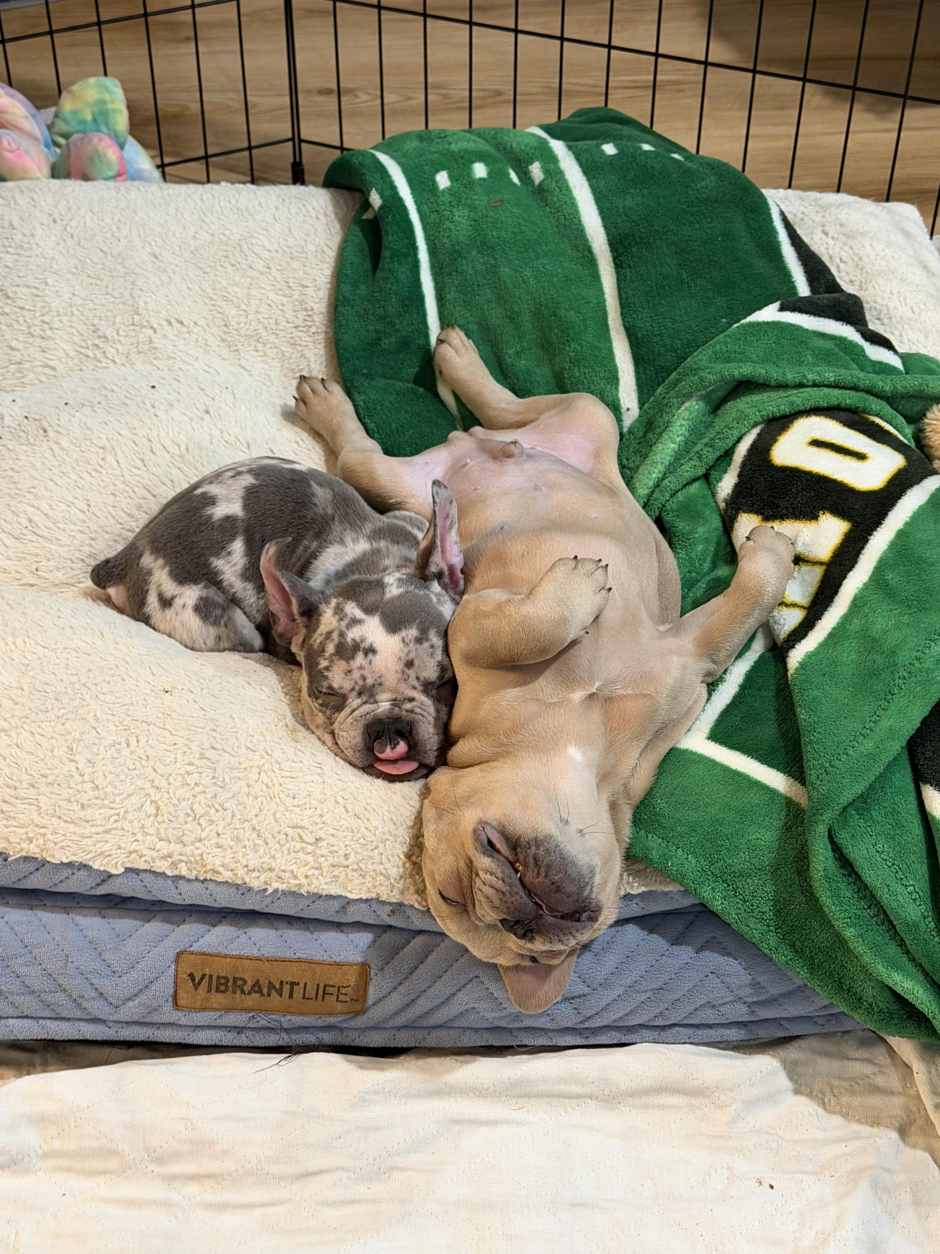 Enlarge Trapper, a ADOPTABLE French Bulldog in Elyria, OH image 2/3