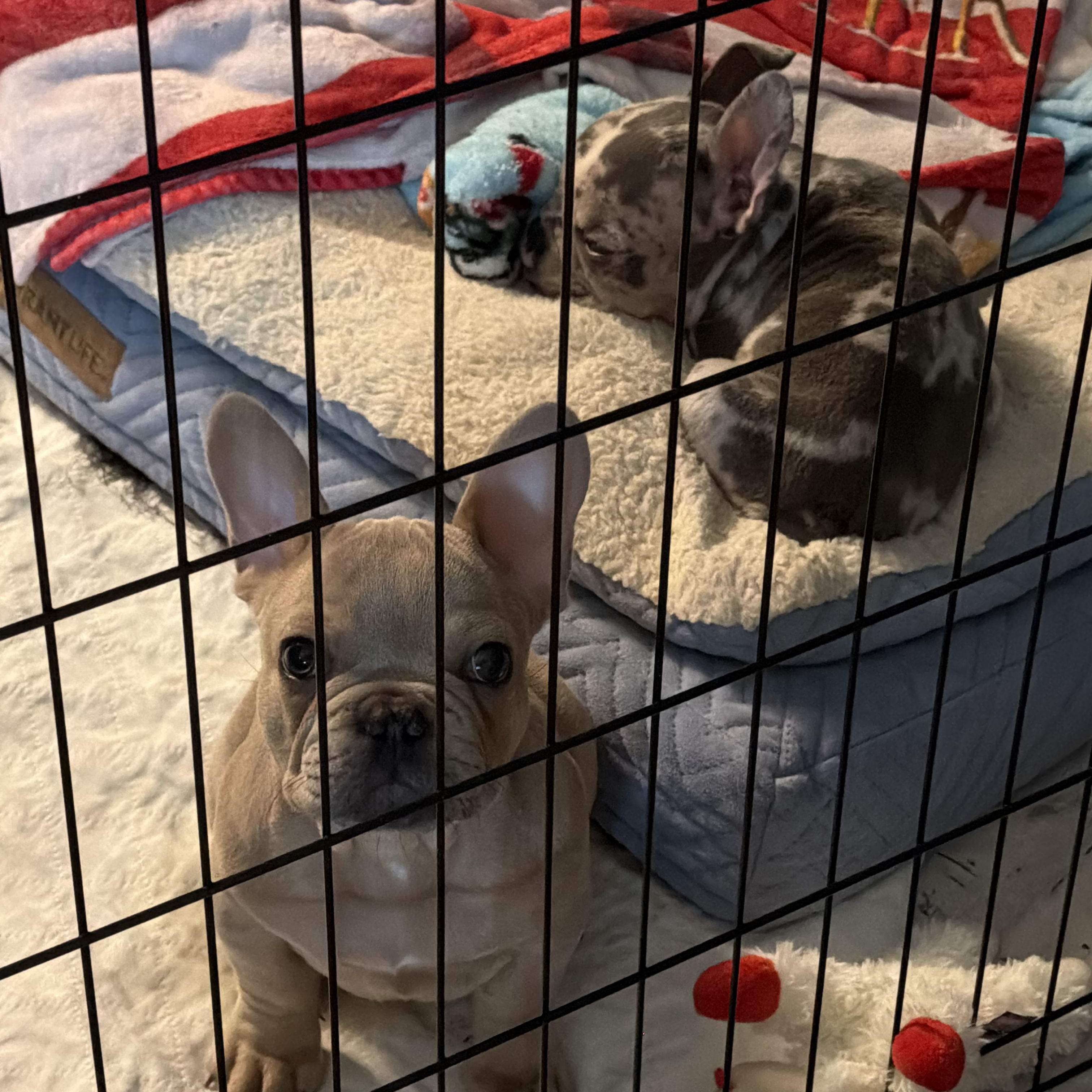 Trapper, ADOPTABLE, Puppy Male French Bulldog.