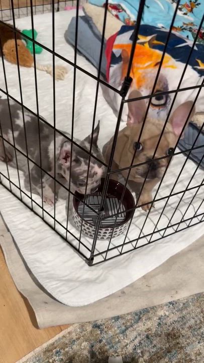 Enlarge Trapper, a ADOPTABLE French Bulldog in Elyria, OH video 3/3