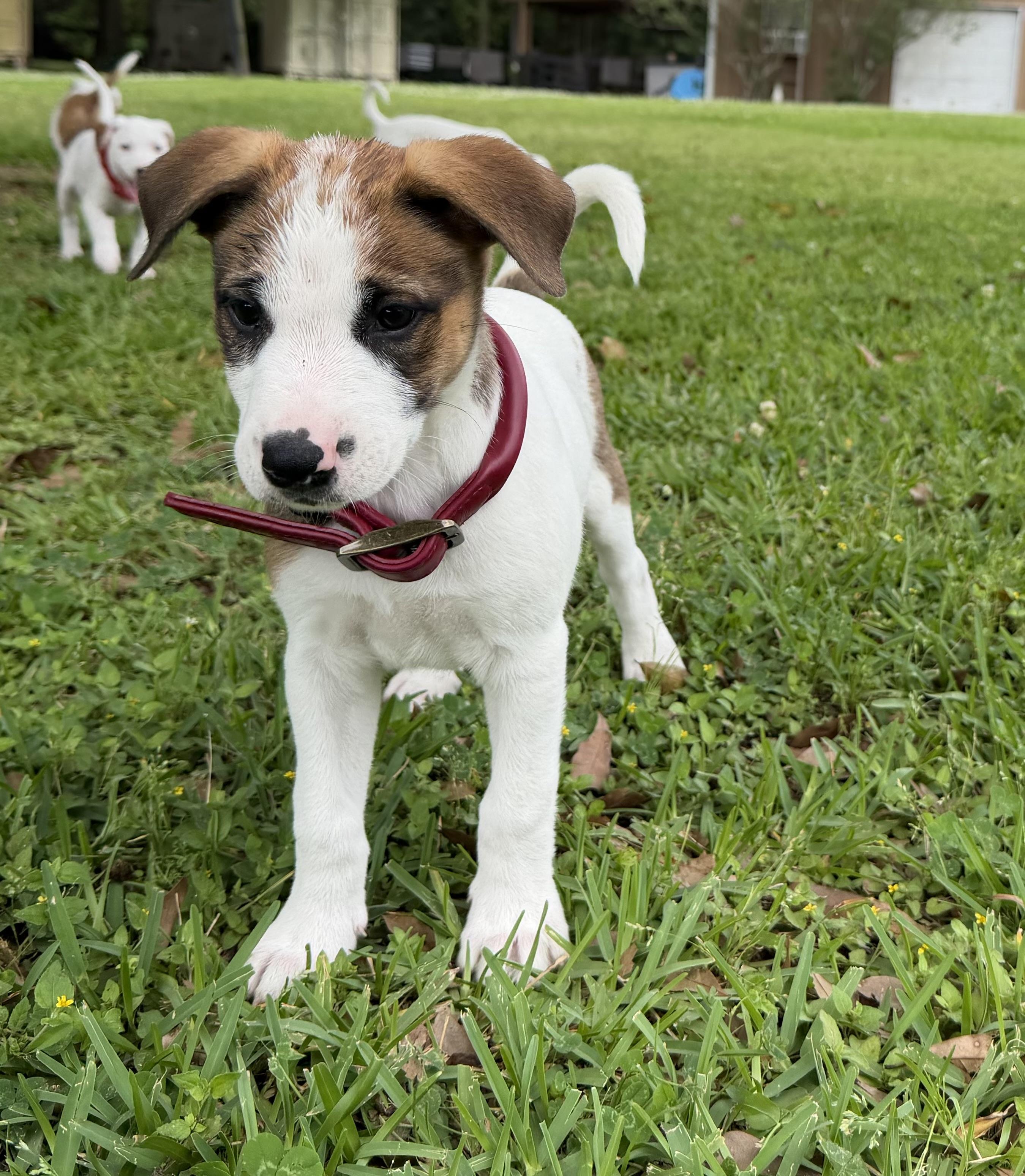 Arcelia, Adoptable, Puppy Female Australian Cattle Dog / Blue Heeler.