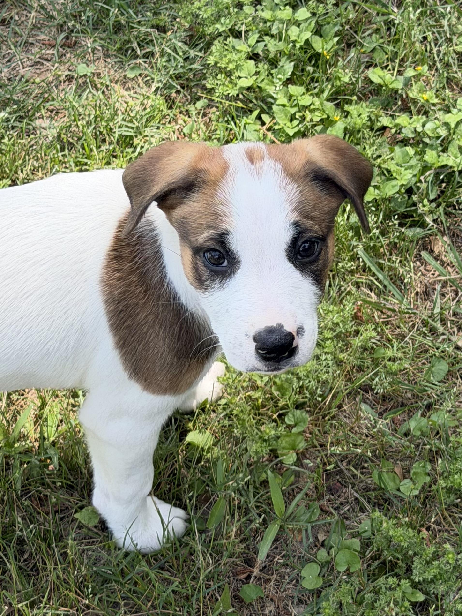 Enlarge Arcelia, a Adoptable mixed breed in Albany, NY image 5/6