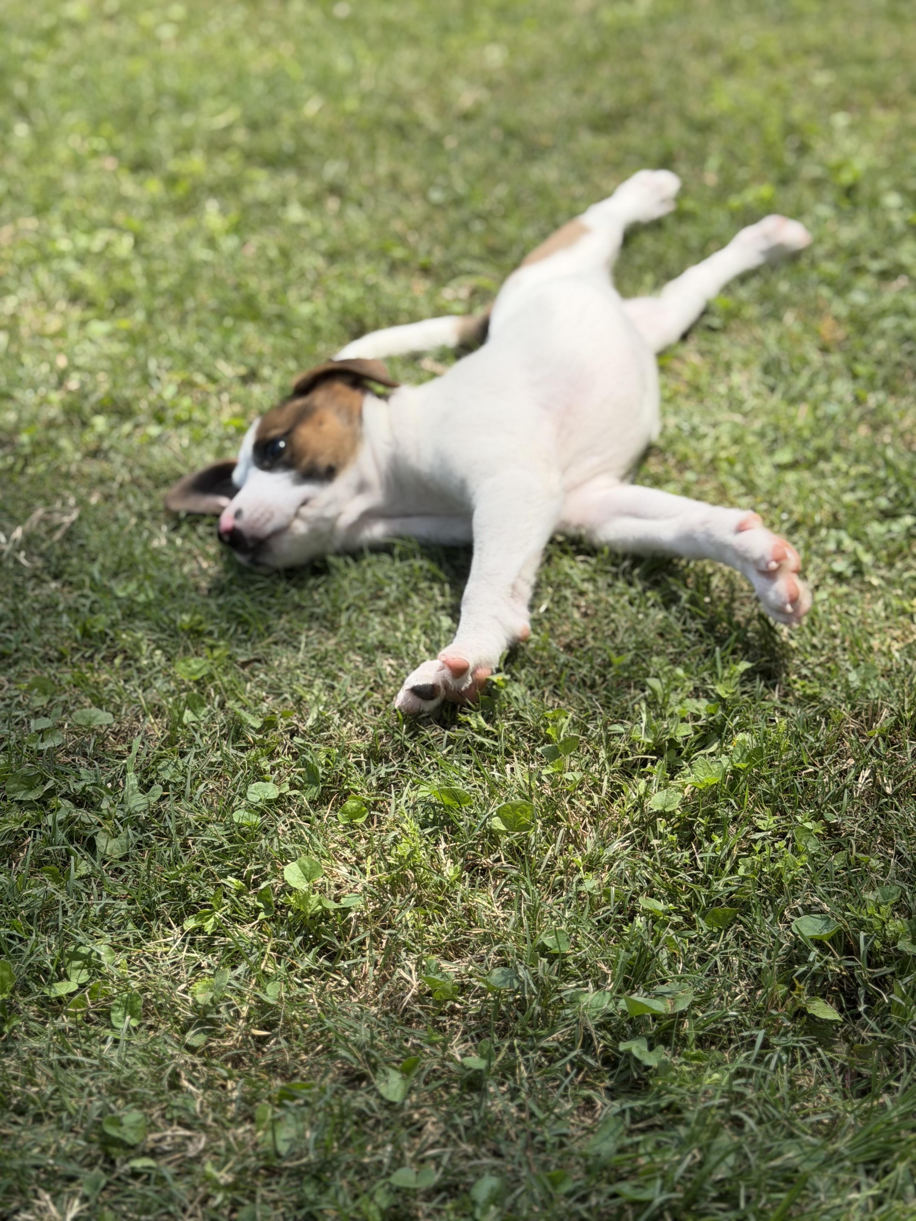 Enlarge Arcelia, a Adoptable mixed breed in Albany, NY image 4/6