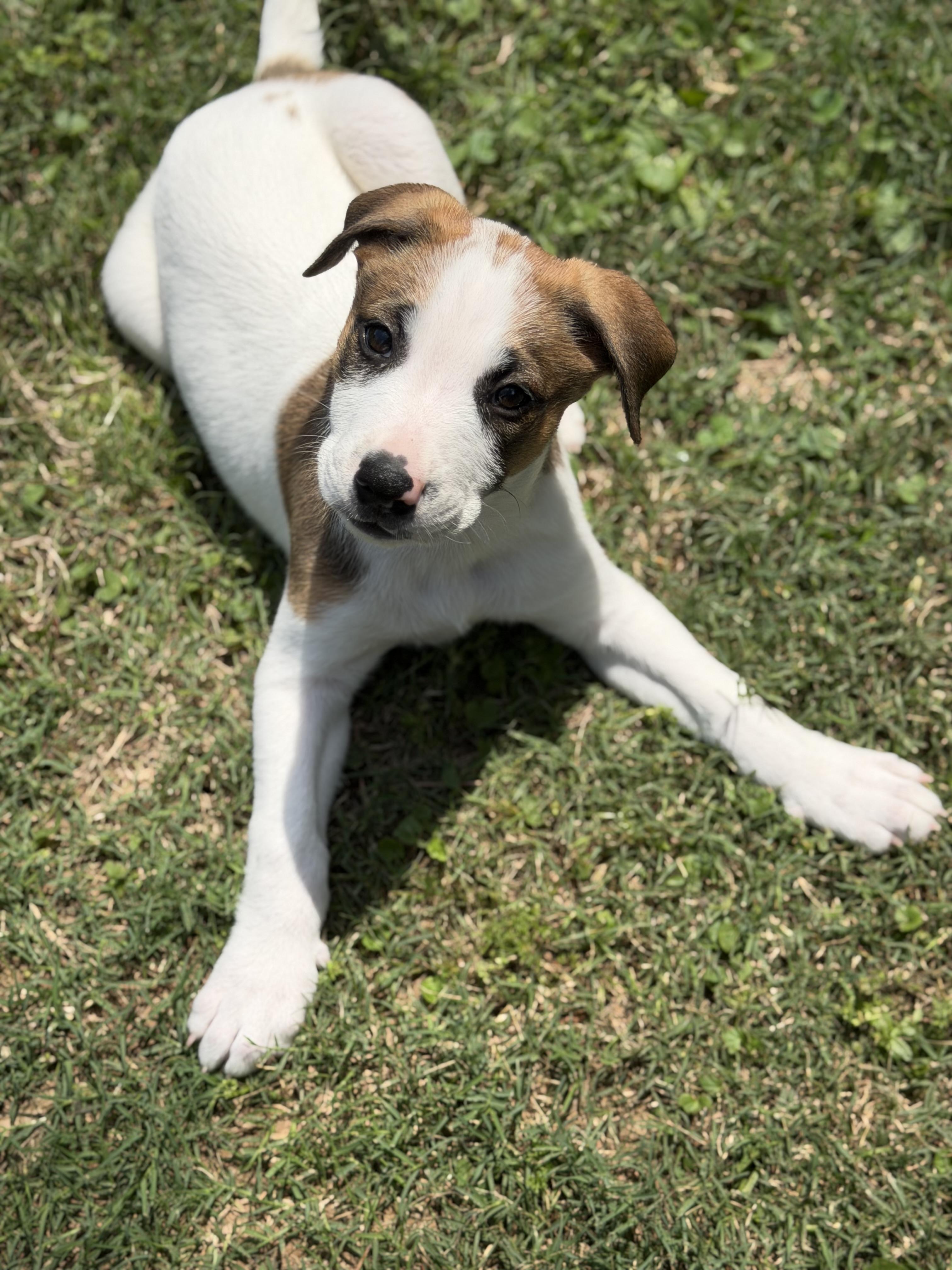 Enlarge Arcelia, a Adoptable mixed breed in Albany, NY image 3/6