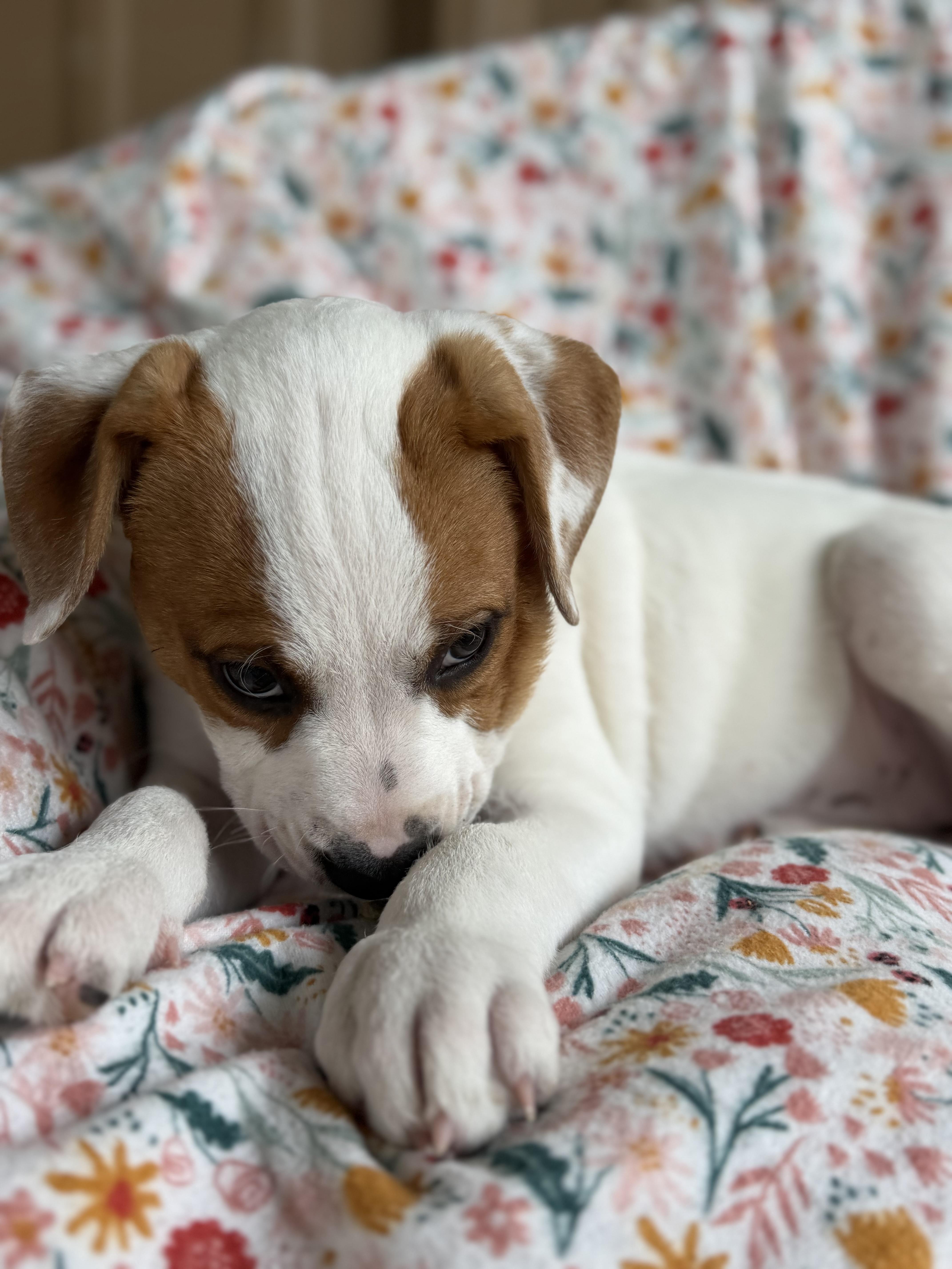 Enlarge Arcelia, a Adoptable mixed breed in Albany, NY image 6/6